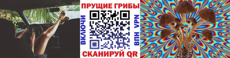 Псилоцибиновые грибы Psilocybe  где купить наркоту  блэк спрут ссылки  Анадырь 